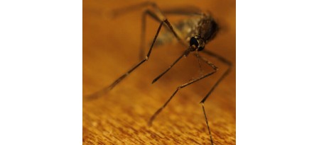 Як відлякати комарів: народні рецепти!!!